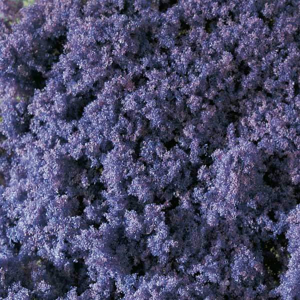 Lilac<br /><a href='images/pictures/Auhagen/76939.jpg' target='_blank'>Full size image</a>